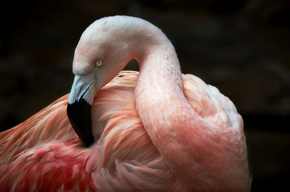 Elegant Pink Flamingo by Riccardo Mazzoni — canvas wall art