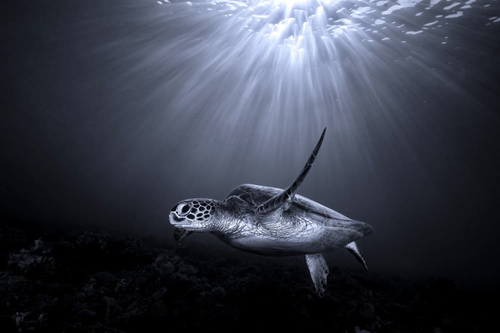 Majestic Sea Turtle Dive by Serge Melesan — canvas wall art