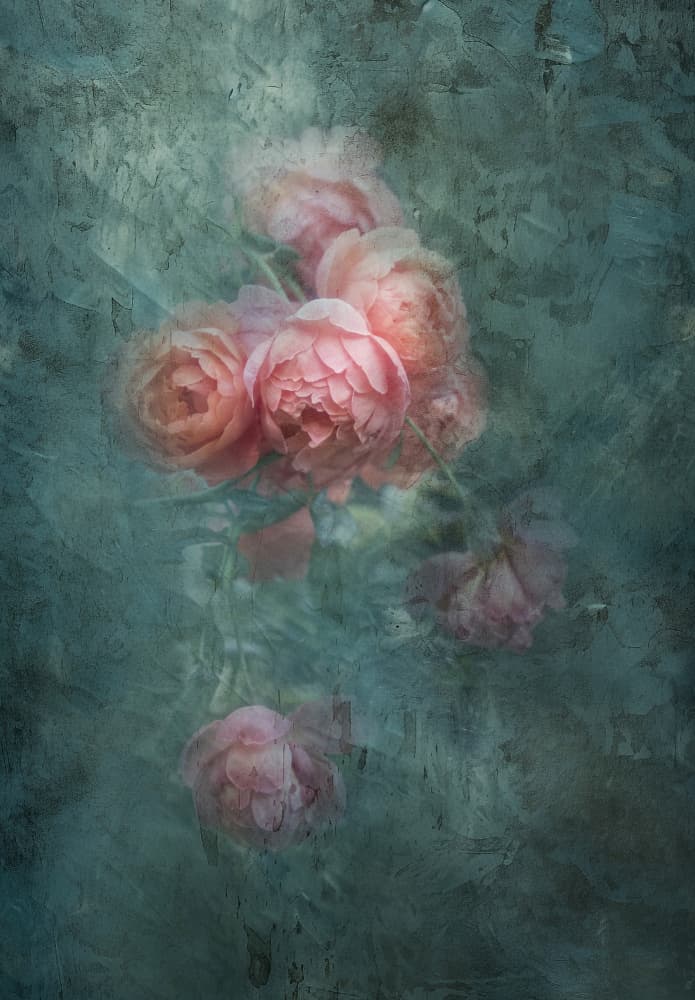 Soft Moody Roses by Judy Tseng — canvas wall art