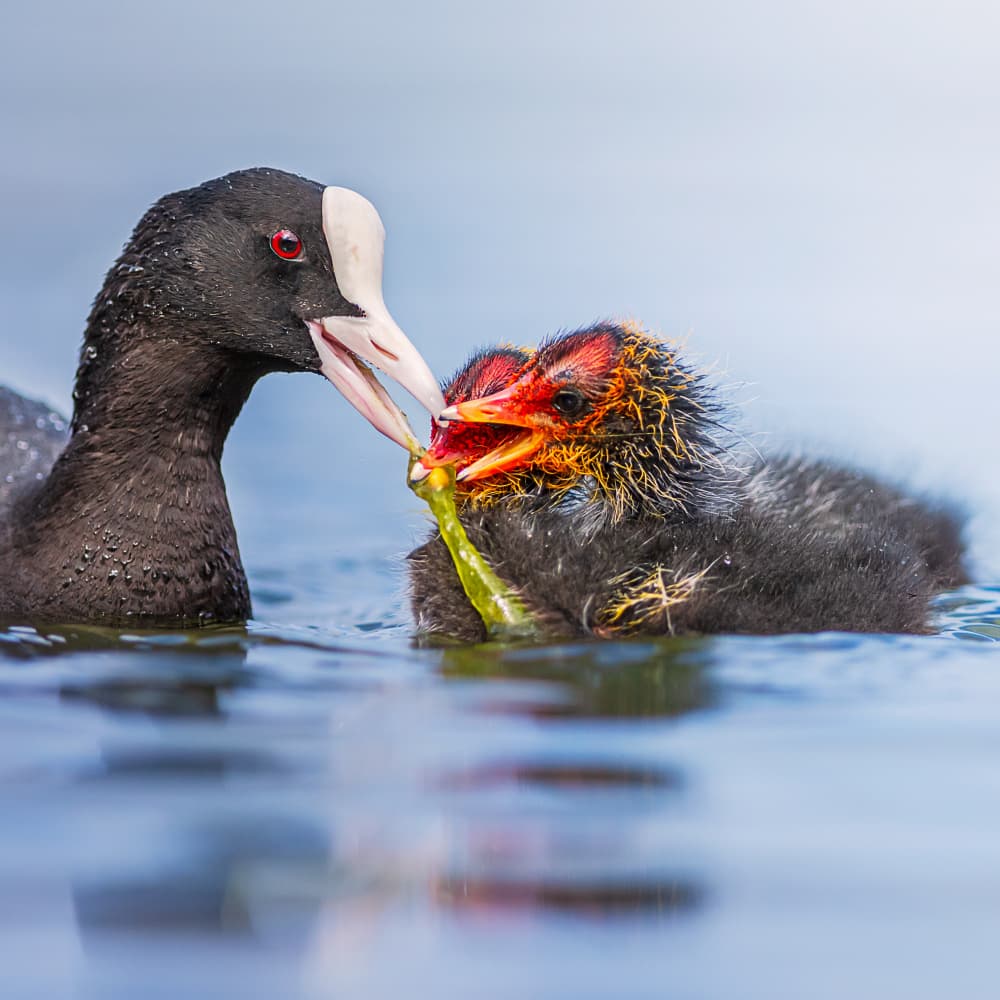 Coot Feeding Chick by Felice Angelino — canvas wall art