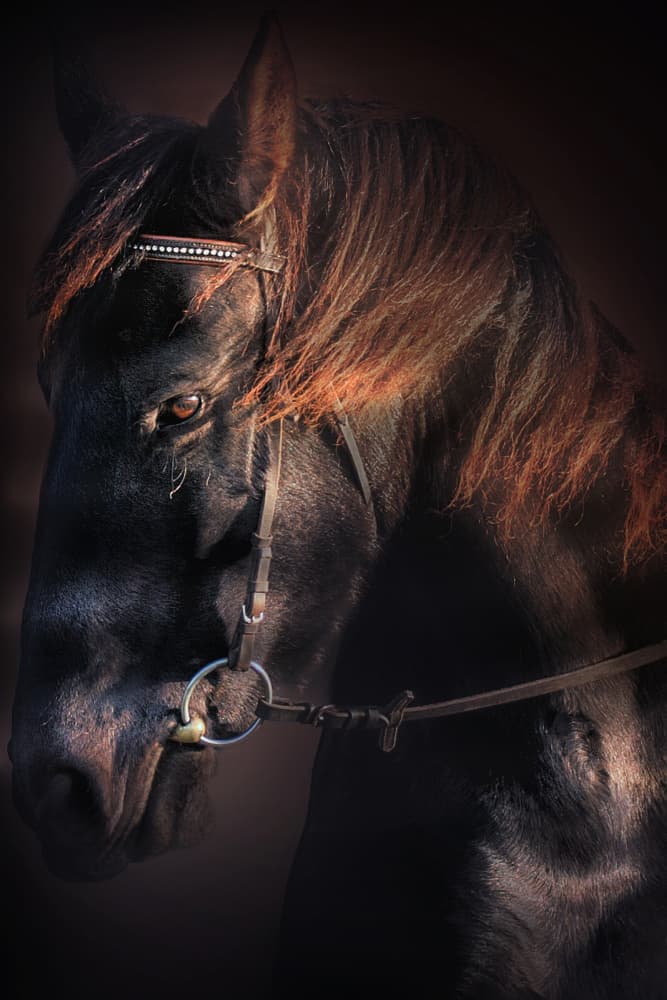 Noble Horse Portrait by Adela Lia Rusu — canvas wall art
