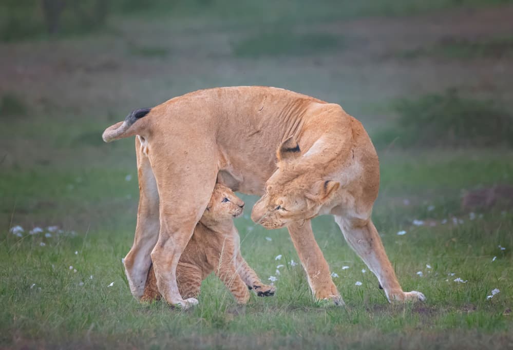 Gentle Lioness and Cub by Hong Chen — canvas wall art