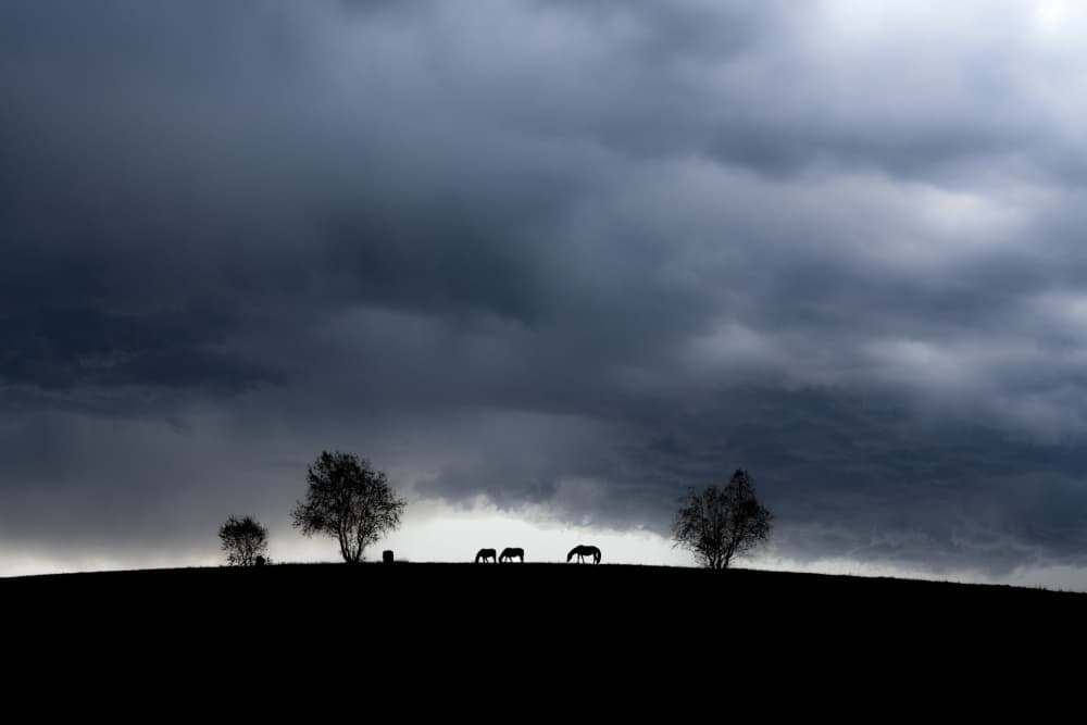Dark Sky Horses by Hsiao-Yang Fei — canvas wall art