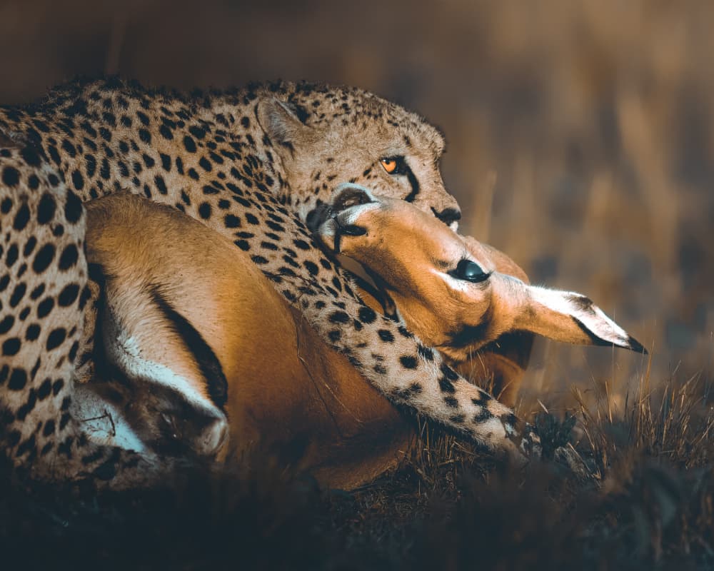 Cheetah's Catch by Ahmed Sobhi — canvas wall art