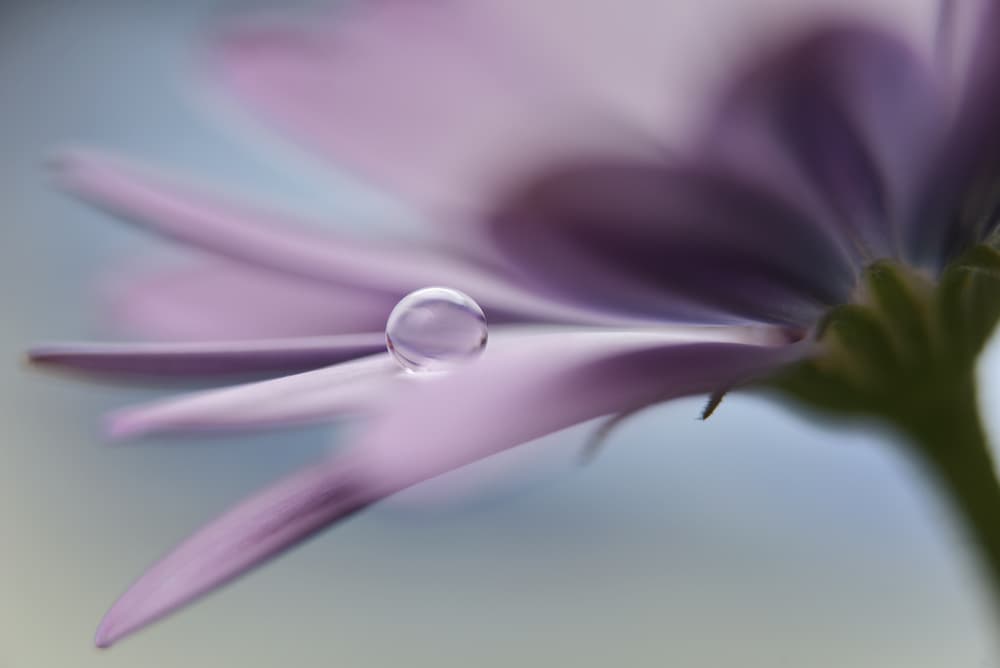 Purple Flower Dewdrop by Heidi Westum — canvas wall art