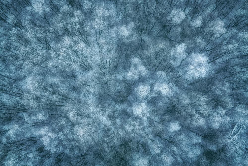 Snowy Forest Aerial by Guy Krier — canvas wall art