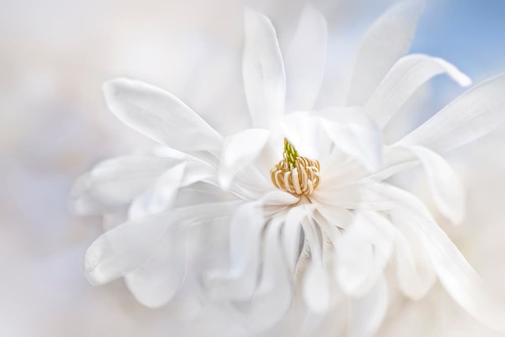 Delicate White Magnolia by Jacky Parker — canvas wall art