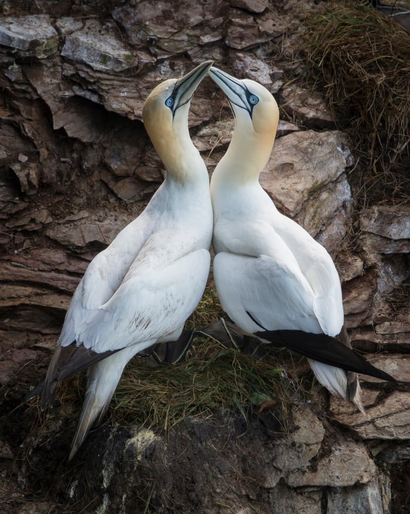 Gannet Pair's Kiss by Greg Barsh — canvas wall art