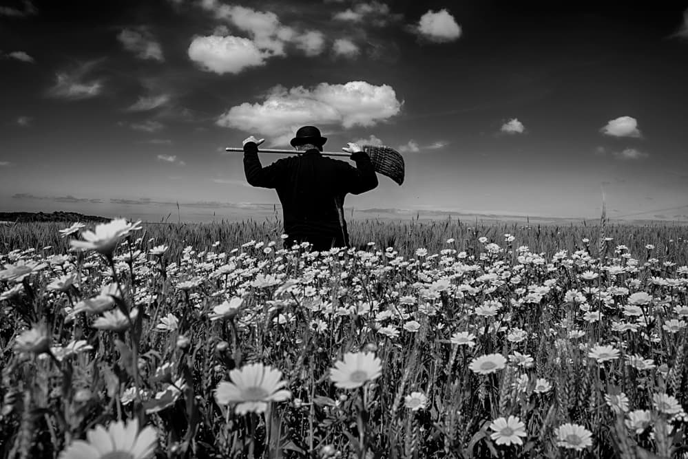 Man in Daisy Field by Miki Meir Levi — canvas wall art