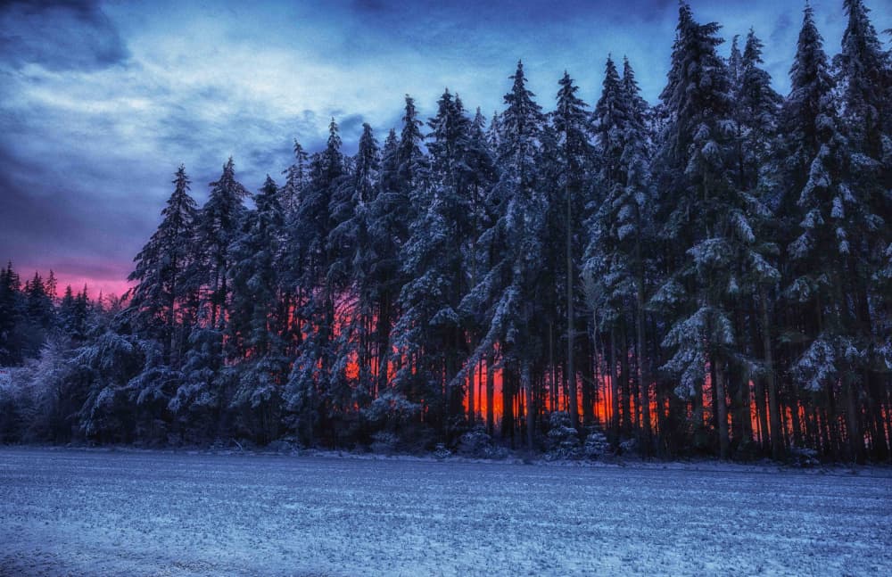 Snowy Winter Forest Sunset by Guy Krier — canvas wall art