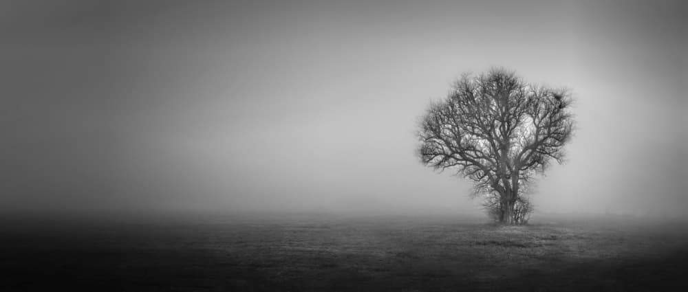 Solitary Misty Tree by av peteghium — canvas wall art