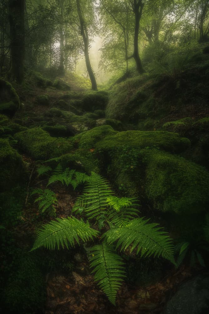 Misty Forest Path by Carlos Gonzalez — canvas wall art