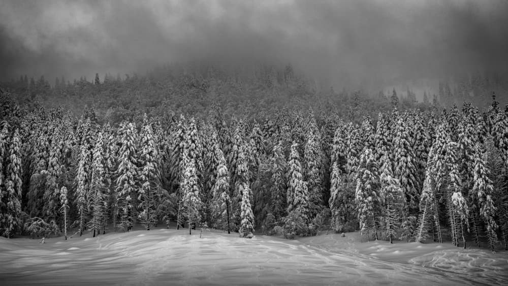 Misty Winter Forest by Aleš Klabus — canvas wall art