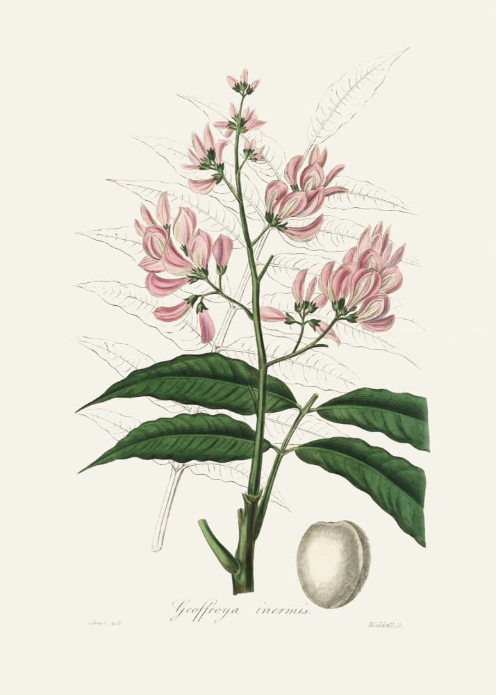 Geoffroya Inermis Medical Botany by John Stephenson and James Morss Churchill — canvas wall art