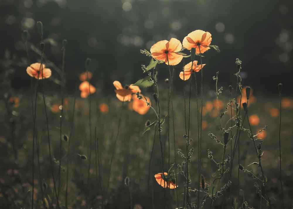 Glowing Poppy Field by Hamed Bank — canvas wall art
