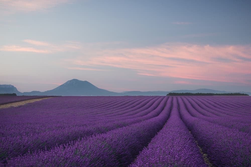 Twilight Lavender Fields by Rostovskiy Anton — canvas wall art