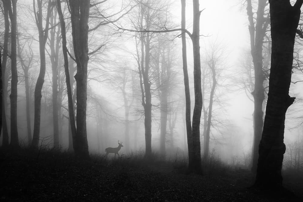 Misty Forest Deer by Ummu Nisan Kandilcioglu — canvas wall art