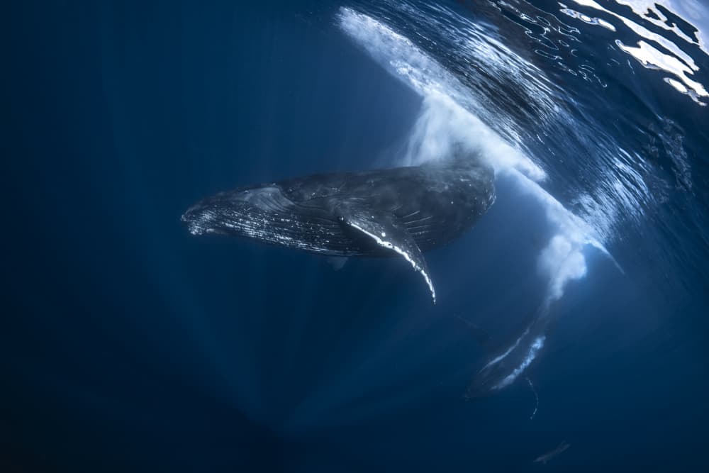 Majestic Whale Dive by Barathieu Gabriel — canvas wall art