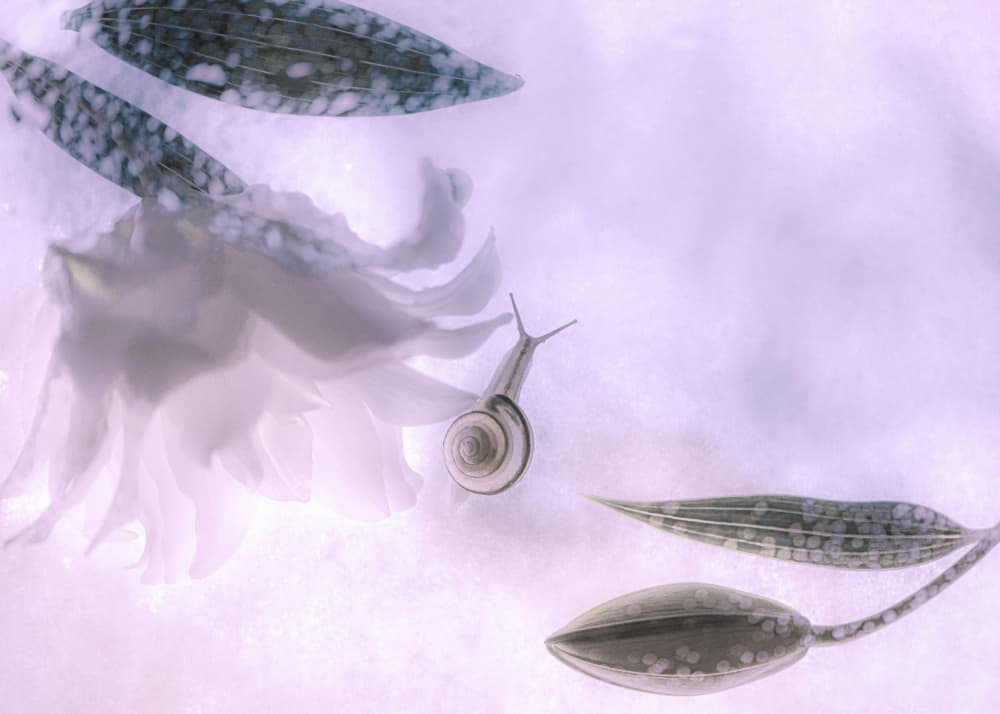 Dreamy Snail Blossom by Miharu † — canvas wall art
