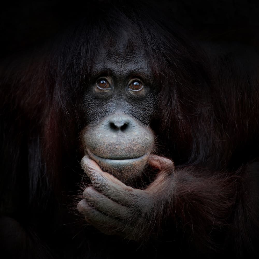 Thoughtful Orangutan Portrait by Antje Wenner-Braun — canvas wall art