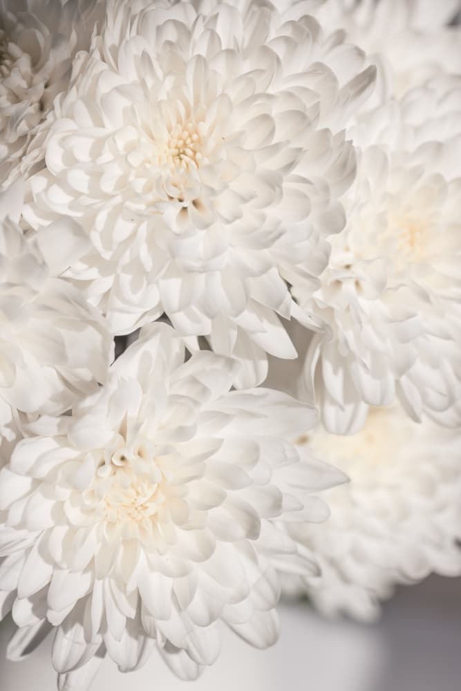 White Flowers 2 by Mareike Böhmer — canvas wall art