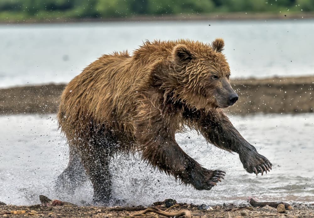 Running Brown Bear by Giuseppe DAmico — canvas wall art