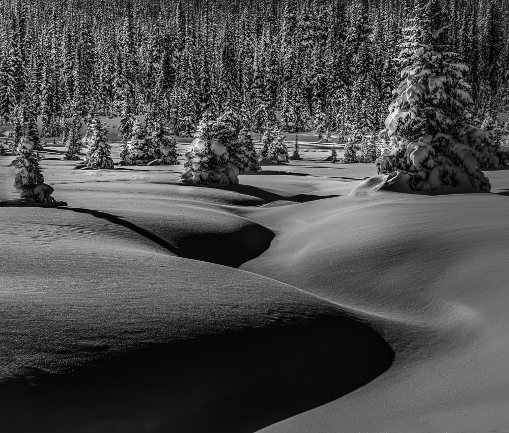 Snowy Forest Shadows by Liwen Tao — canvas wall art