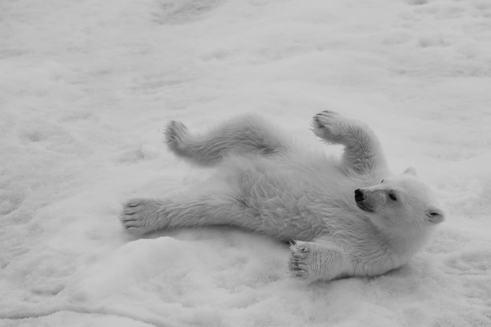 Playful Polar Bear Cub by Shobhit Chawla — canvas wall art