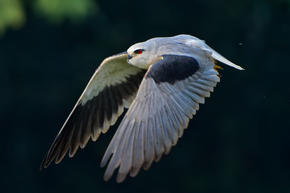 Red-Eyed Kite in Flight by Tanvir — canvas wall art