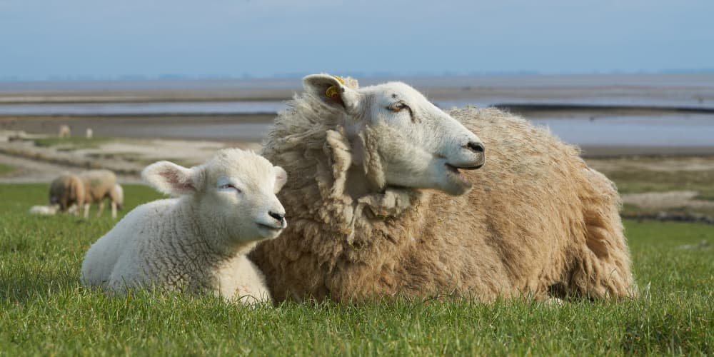 Peaceful Ewe and Lamb by Bodo Balzer — canvas wall art