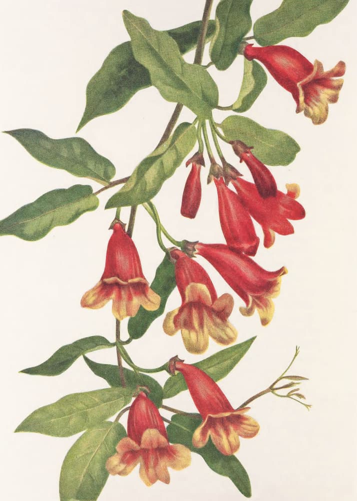 Crossvine From North American Wildflowers (1925) By Mary Vaux Walcott by Mary Vaux Walcott — canvas wall art
