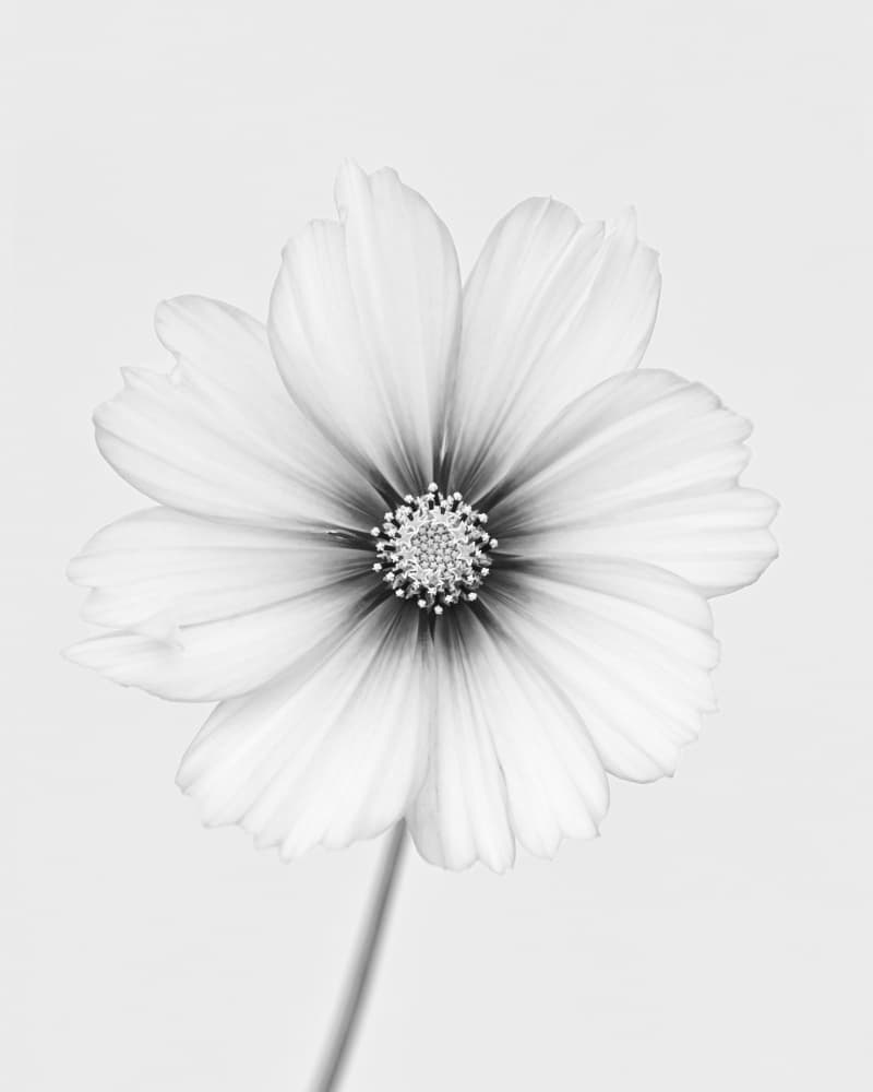 Elegant Cosmos Bloom by Lotte Grønkjær — canvas wall art
