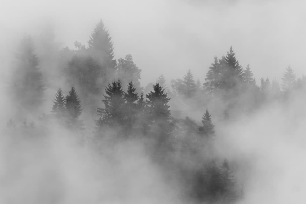 Misty Forest Trees by Andy Dauer — canvas wall art