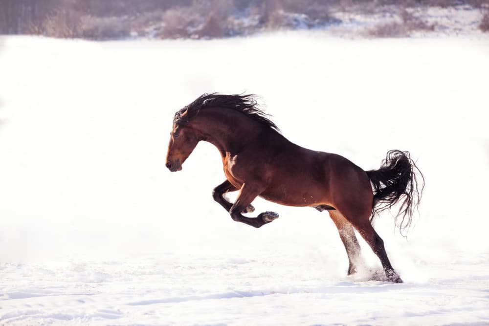 Powerful Horse in Snow by Mihai Bogdan R — canvas wall art