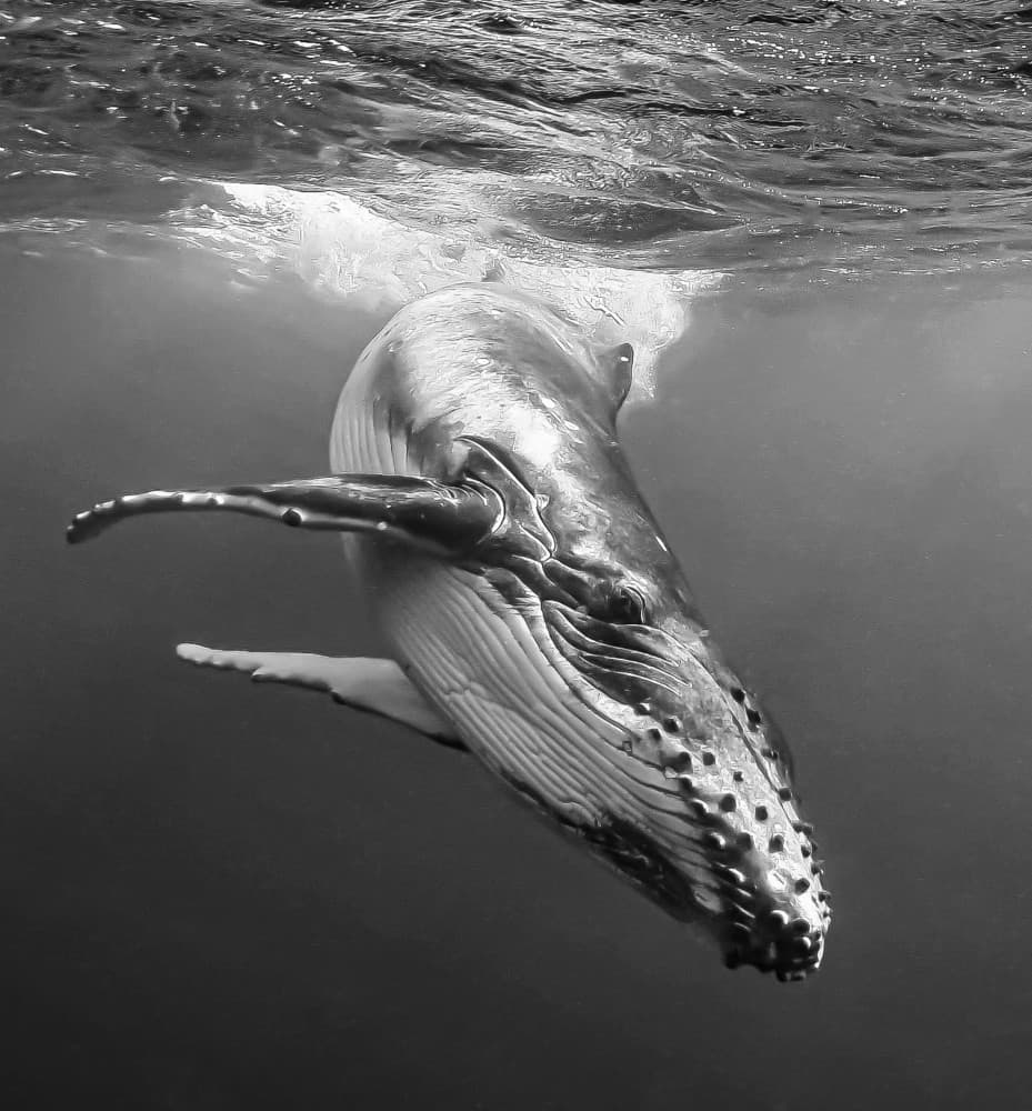 Majestic Humpback Whale by KIMIO KOBAYASHI — canvas wall art
