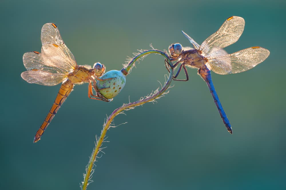 Dragonflies In Morning Light by Petar Sabol — canvas wall art