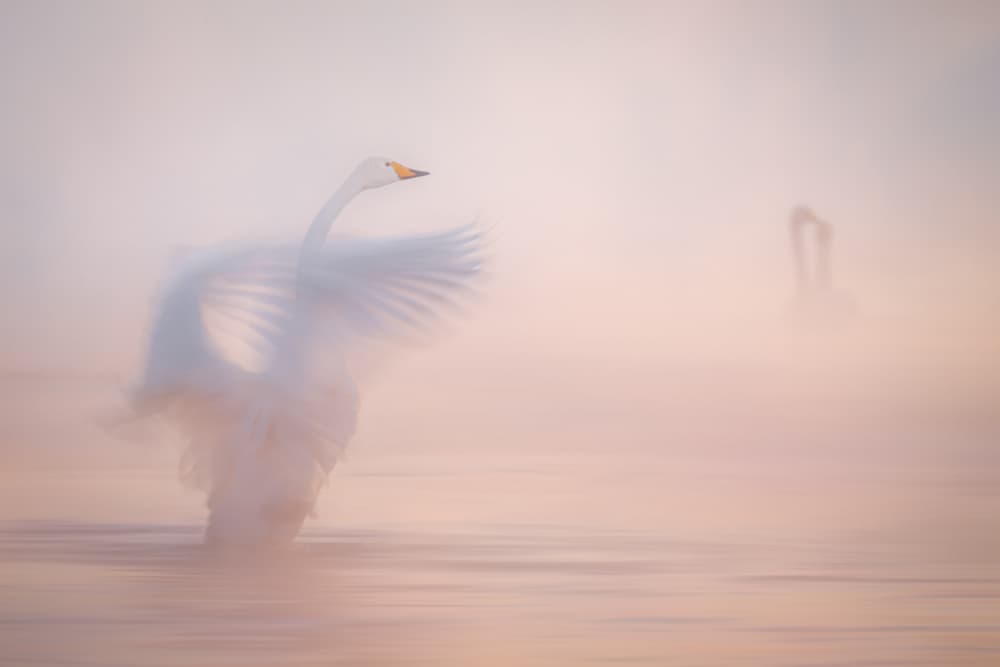 Graceful Misty Swan by Alexandr Kukrinov — canvas wall art