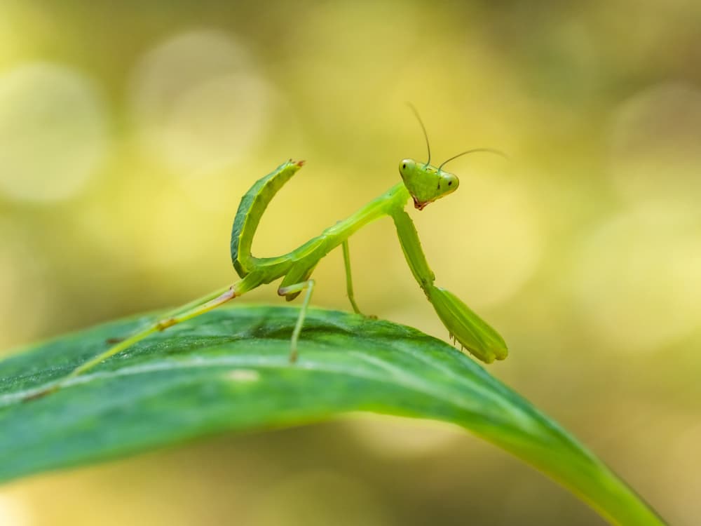 Curious Green Mantis by Udrea Dan — canvas wall art