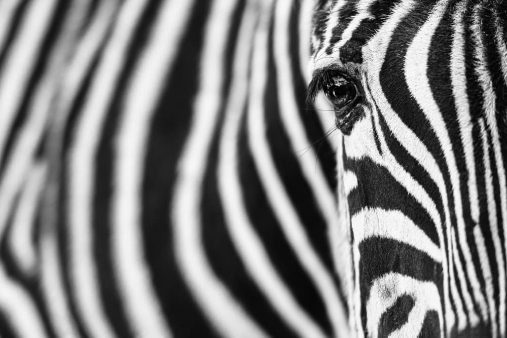Zebra's Intense Eye by Richard Guijt — canvas wall art