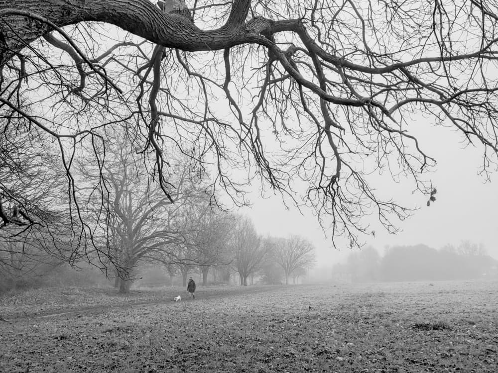 Misty Winter Walk by Elizabeth Allen — canvas wall art