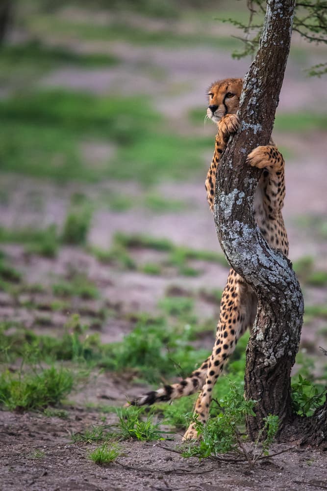 Alert Cheetah Watching by Mohammed Alnaser — canvas wall art