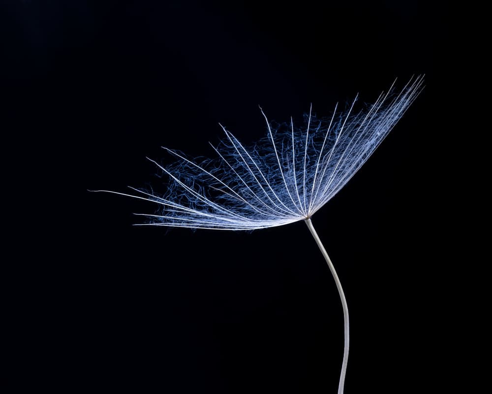 Ethereal Dandelion Seed by Thierry Lagandré (Transgressed Light) — canvas wall art