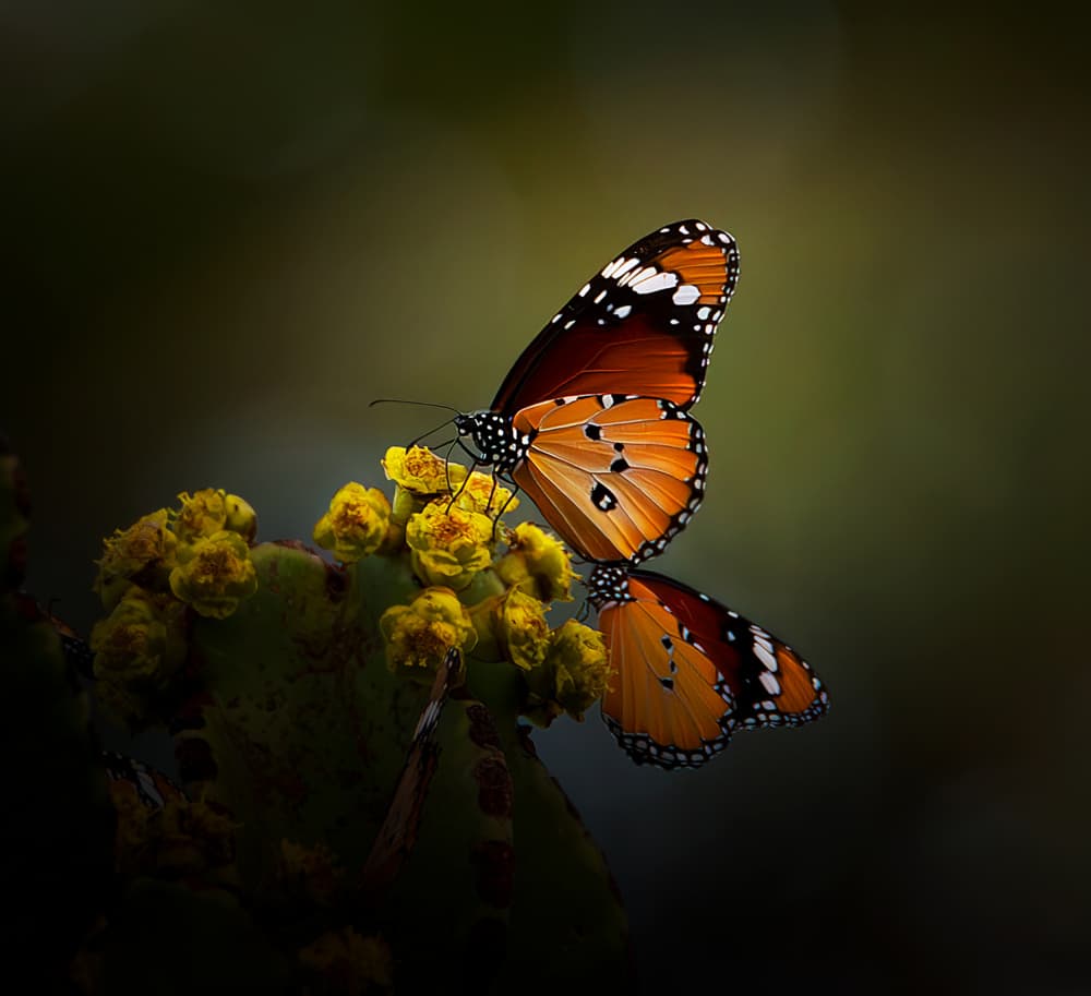 Orange Butterflies on Bloom by Erik Engström — canvas wall art