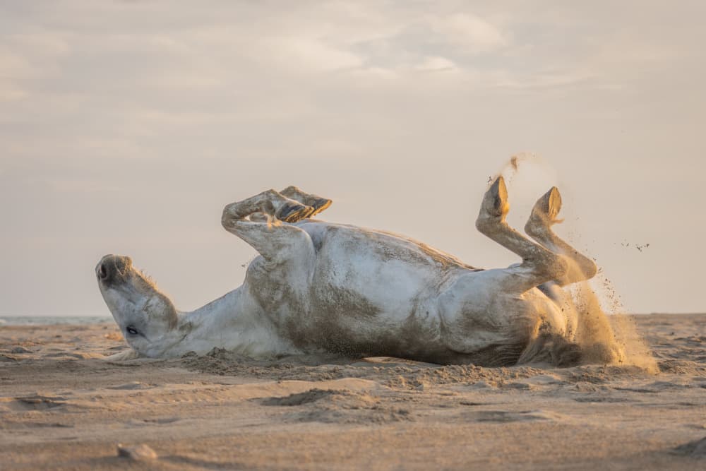 Golden Hour Horse Play by Dirk Koster — canvas wall art