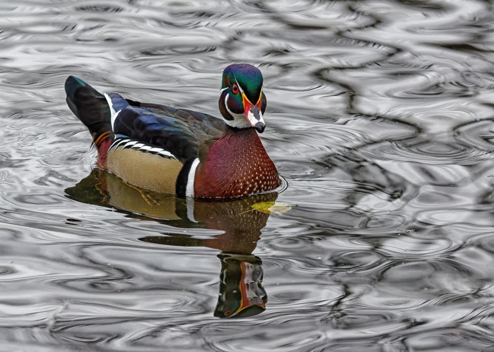 Iridescent Wood Duck by Lucie Gagnon — canvas wall art