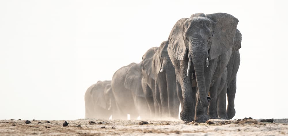 African Elephant March by Etienne Steenkamp — canvas wall art