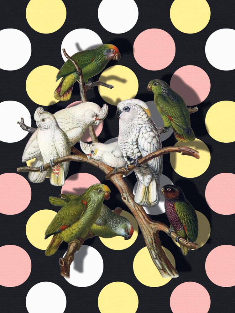Polka Dot Parrots by Marja van den Hurk — canvas wall art