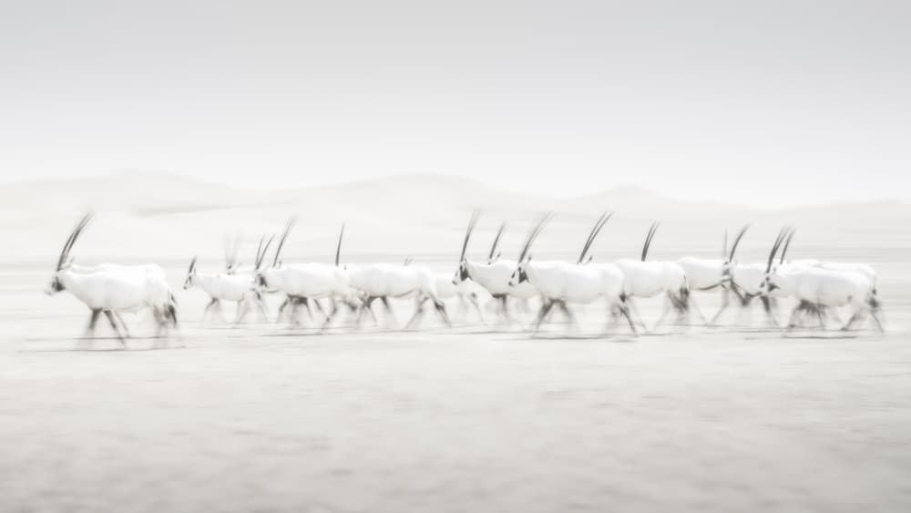 Movement by Dan Newton — canvas wall art