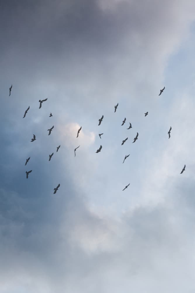 Free As a Bird by Mareike Böhmer — canvas wall art