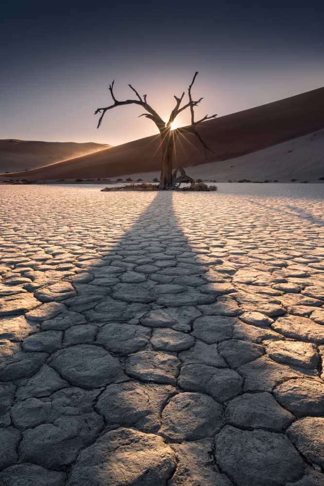 Desert Tree Sunburst by Karol Nienartowicz — canvas wall art